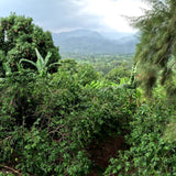 ウガンダ ニャビロンゴws アナエロビックナチュラル 中煎り 100g